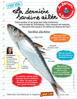 Téléchargez la page d'information sur la sardine ailée - J'aime lire, avril 2016 - Texte : Agnès Lechat. Photo : Fotolia.