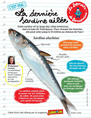 Téléchargez la page d'information sur la sardine ailée - J'aime lire, avril 2016 - Texte : Agnès Lechat. Photo : Fotolia.